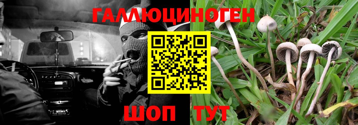 Галлюциногенные грибы Psilocybe Бор